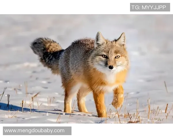 足球沙狐的魅力与挑战探索足球与沙狐的完美结合与未来发展潜力